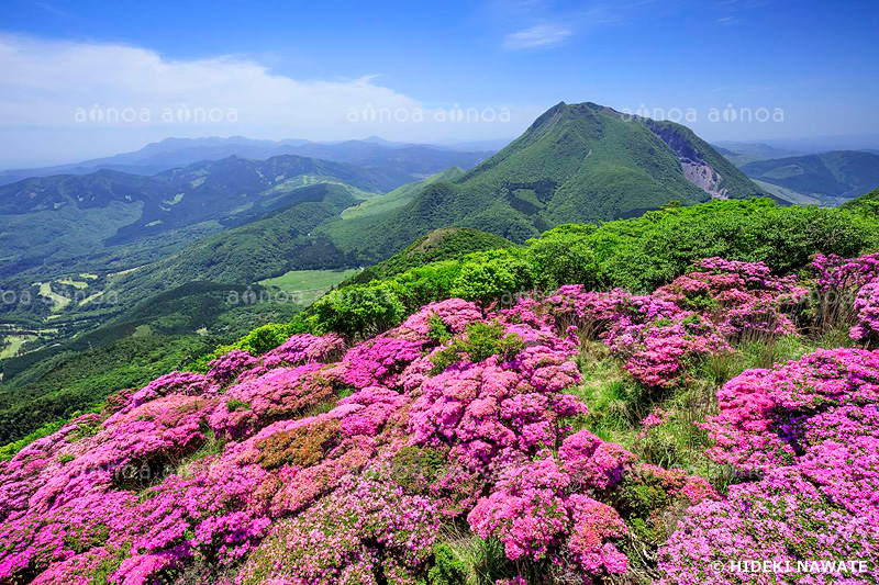 ミヤマキリシマ咲く鶴見岳からの由布岳　大分県　5月