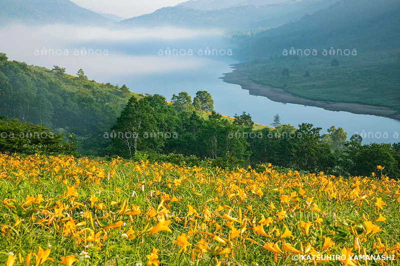 ノゾリキスゲ咲く霧の朝の野反湖  上信越高原国立公園　群馬県　7月