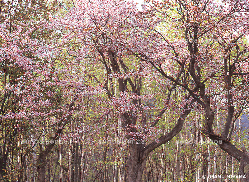 エゾヤマザクラと白樺の芽吹き　北海道　5月