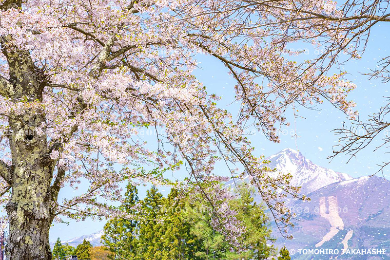 桜と磐梯山　福島県　5月