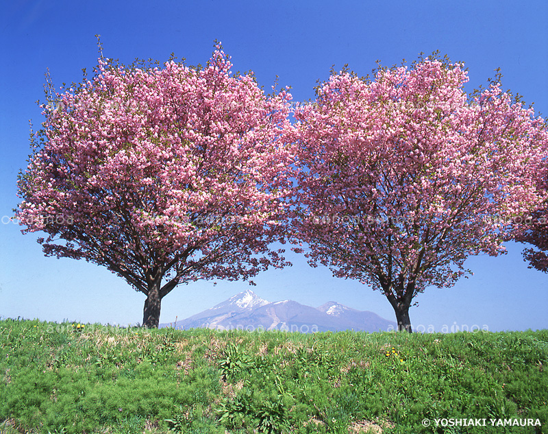 八重桜と磐梯山　福島県　5月