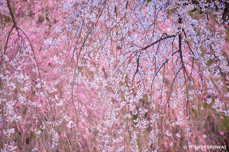 清雲寺のしだれ桜　埼玉県