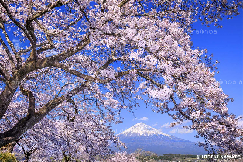 興徳寺の桜と富士山　静岡県