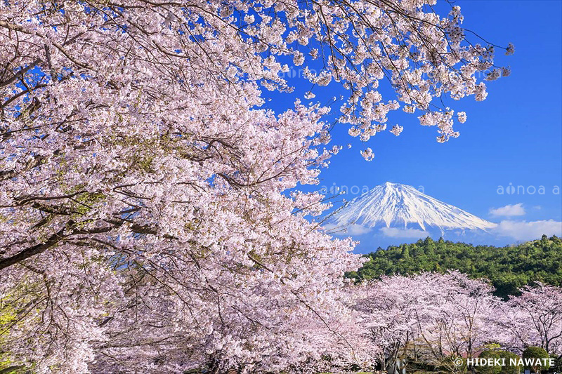 岩本山公園の桜と富士山　静岡県