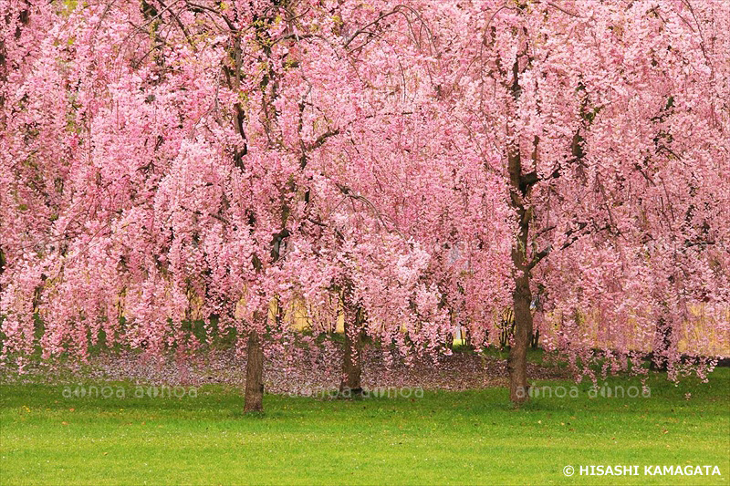 弘前城桜　青森県