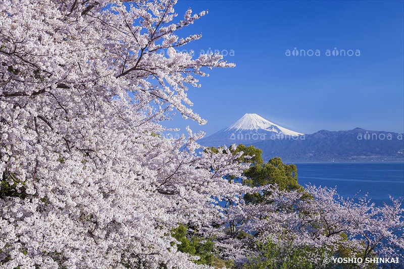 桜と富士山　静岡県