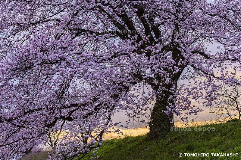 足羽川　福井県