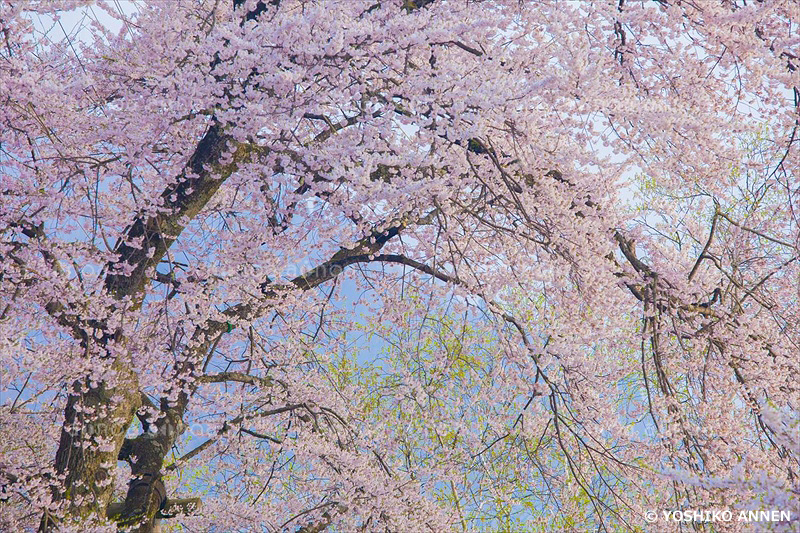 荘川桜　岐阜県