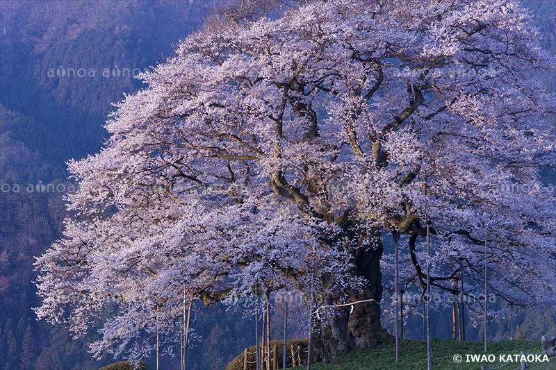 醍醐桜　岡山県