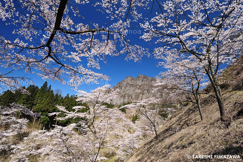 妙義山さくらの里　群馬県