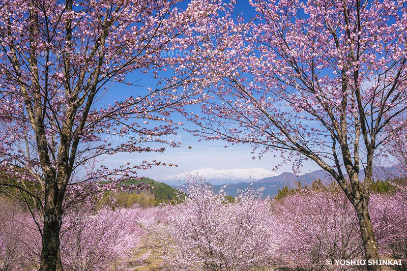 桜峠のオオヤマザクラと飯豊連峰　福島県