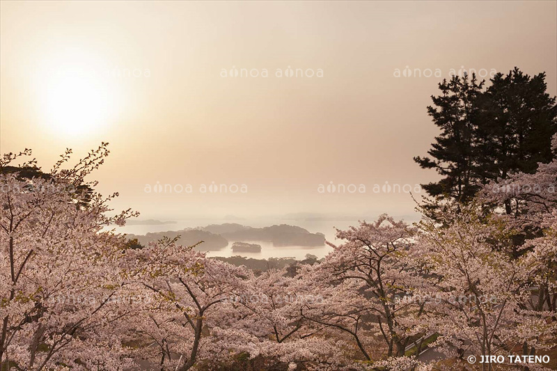 松島と桜　宮城県