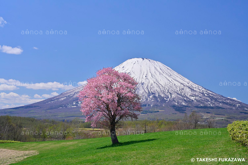 望羊の丘の一本桜と羊蹄山