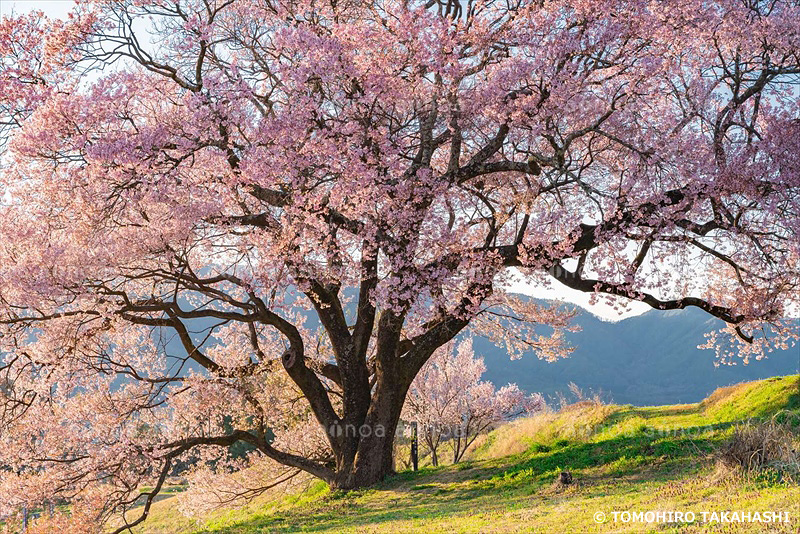 上の平の一本桜　長野県