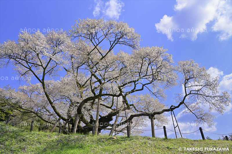 三隅大平桜　島根県