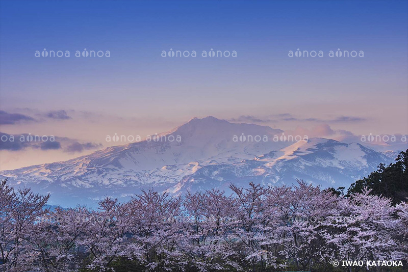 桜と鳥海山　秋田県