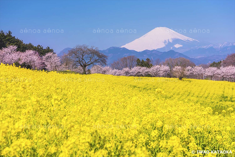 菜の花と富士山　神奈川県