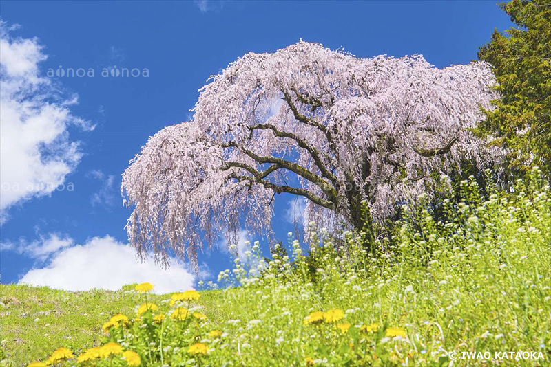 乙ヶ妻の一本桜　山梨県