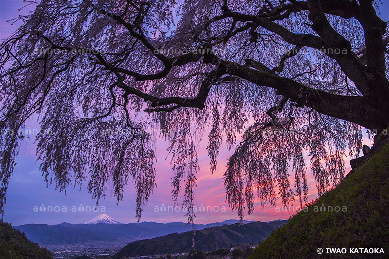 乙ヶ妻の一本桜と富士山　山梨県