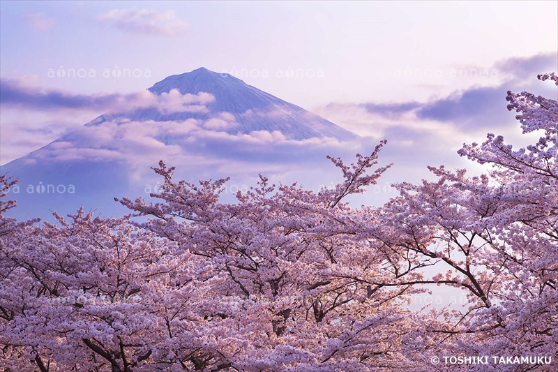 朝焼けの富士山と桜　静岡県