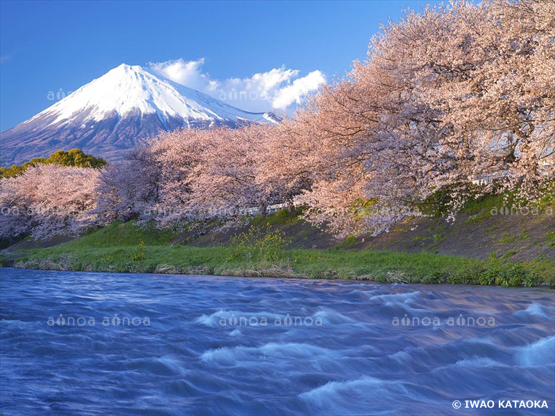 潤井川の桜と富士山　静岡県