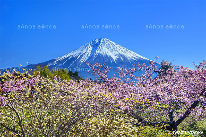 桜　静岡県