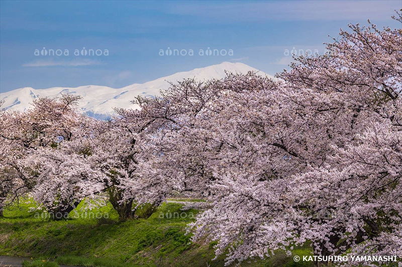 馬渡やすらぎ公園の桜並木と鳥海山　山形県