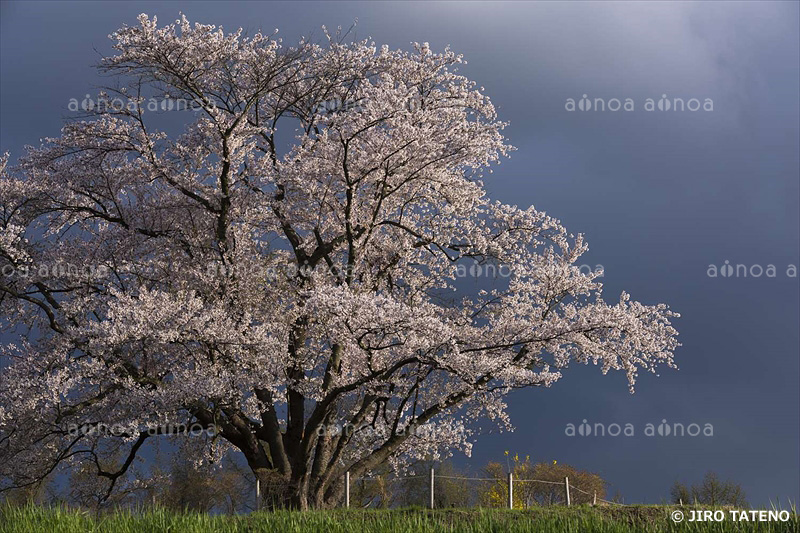 為内の一本桜　岩手県