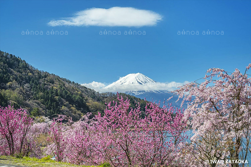 河口湖の桜と富士山　山梨県