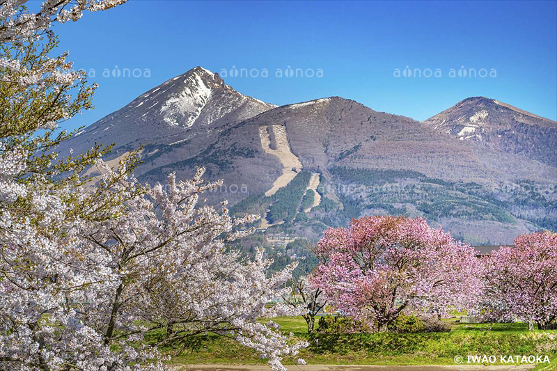 桜と磐梯山　福島県