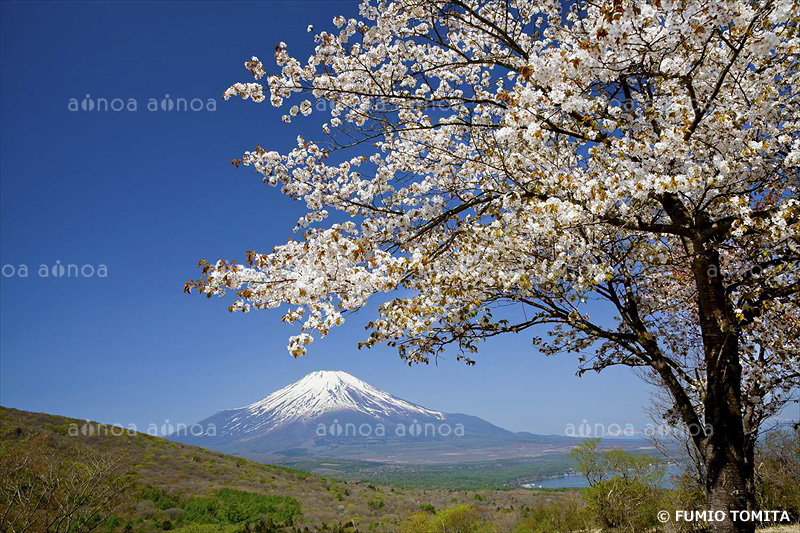 山桜と富士山　山梨県