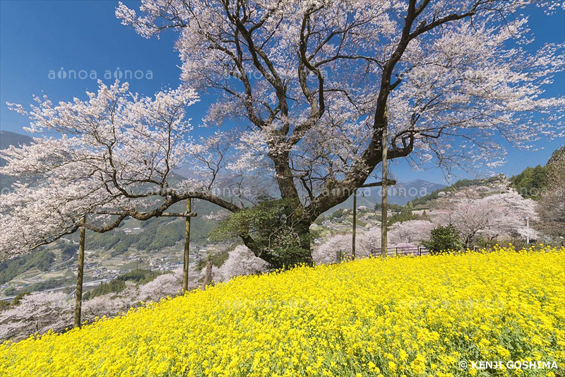 春満開のひょうたん桜　高知県