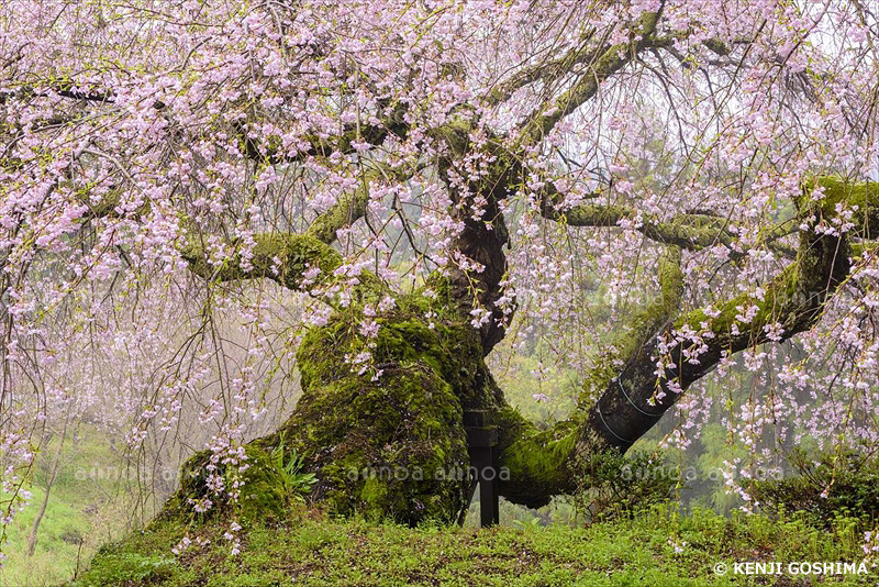 瀧蔵神社権現桜　奈良県