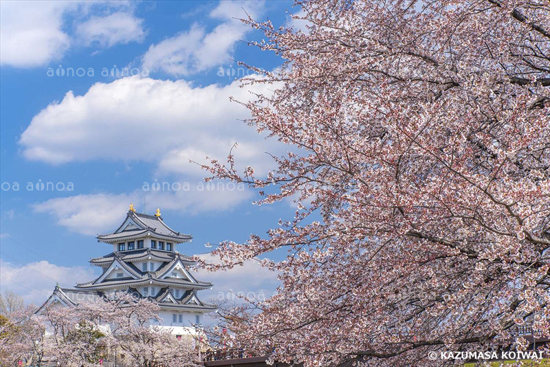 桜と墨俣城　岐阜県