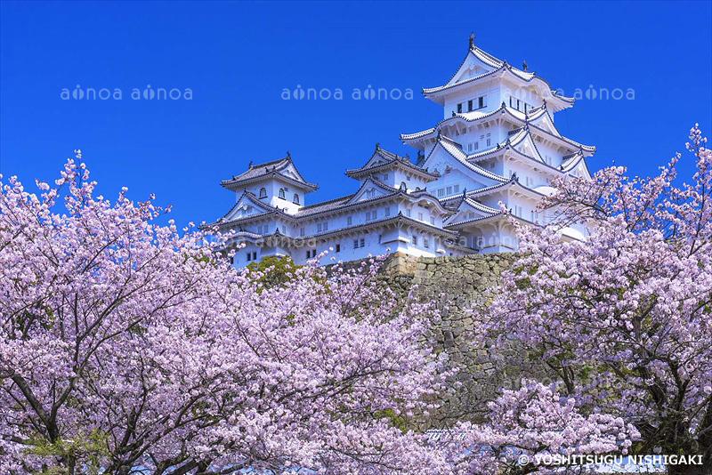 桜と姫路城　兵庫県