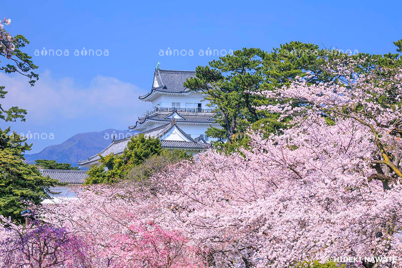 小田原城と桜　神奈川県