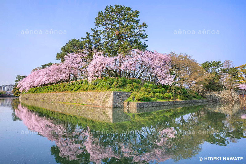 駿府城の桜　静岡県