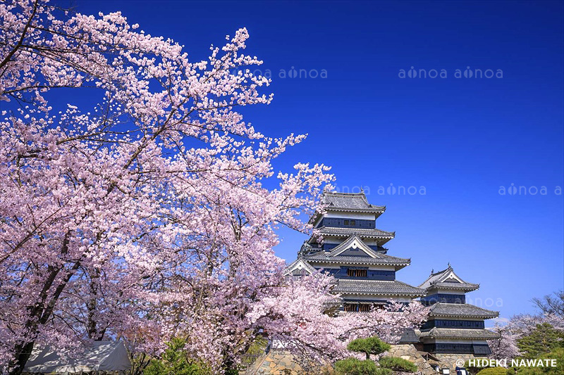 松本城と桜　長野県