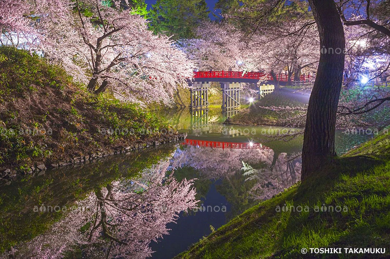 弘前公園の杉の大橋の夜桜　青森県