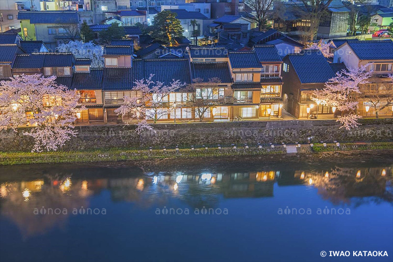 浅野川の桜　石川県