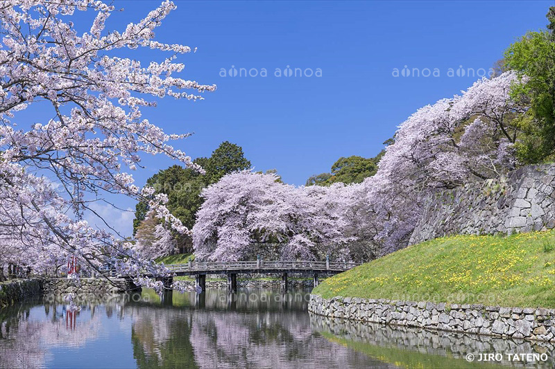 彦根城　滋賀県