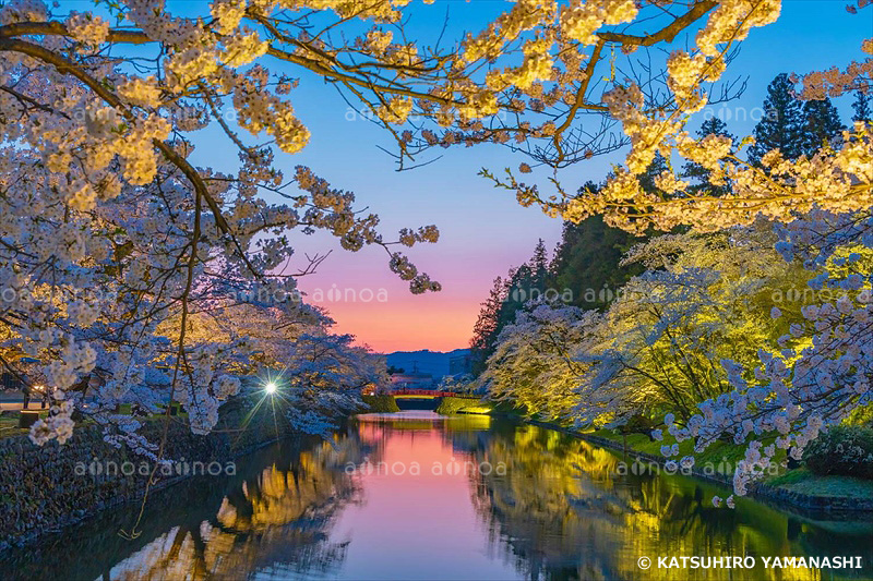 桜咲く上杉神社ライトアップ　山形県