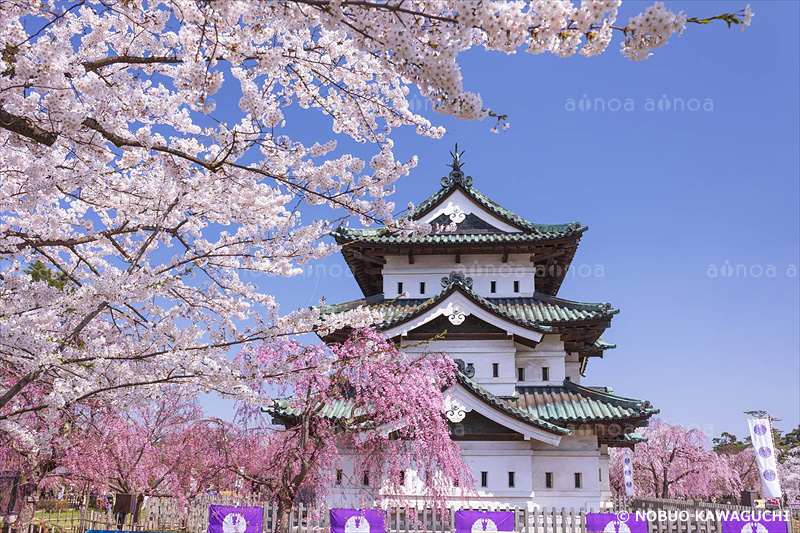弘前城の天守と桜　青森県