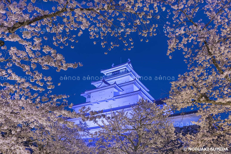 ライトアップされた桜の鶴ヶ城　福島県