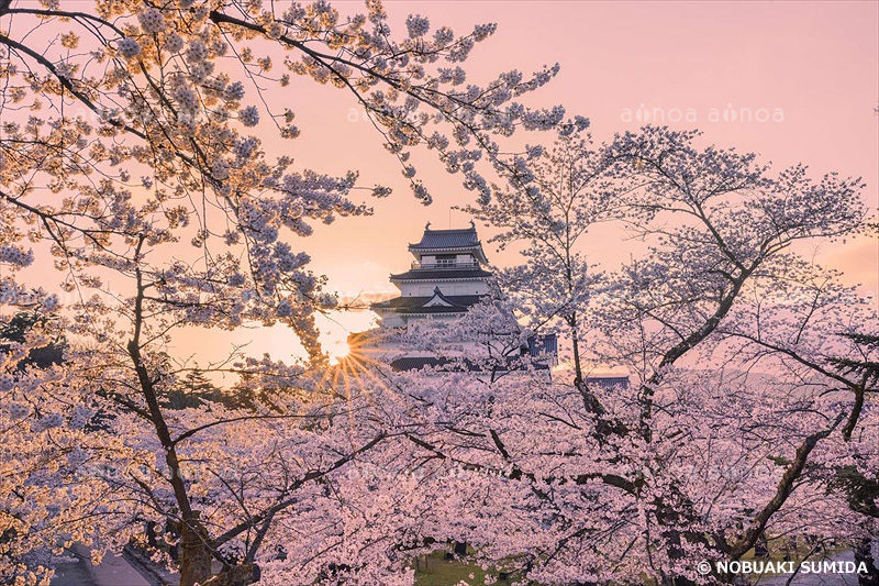 朝日輝く鶴ヶ城と桜　福島県