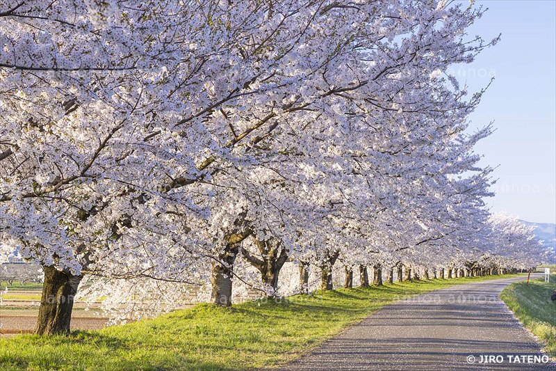 馬渡の桜並木　山形県