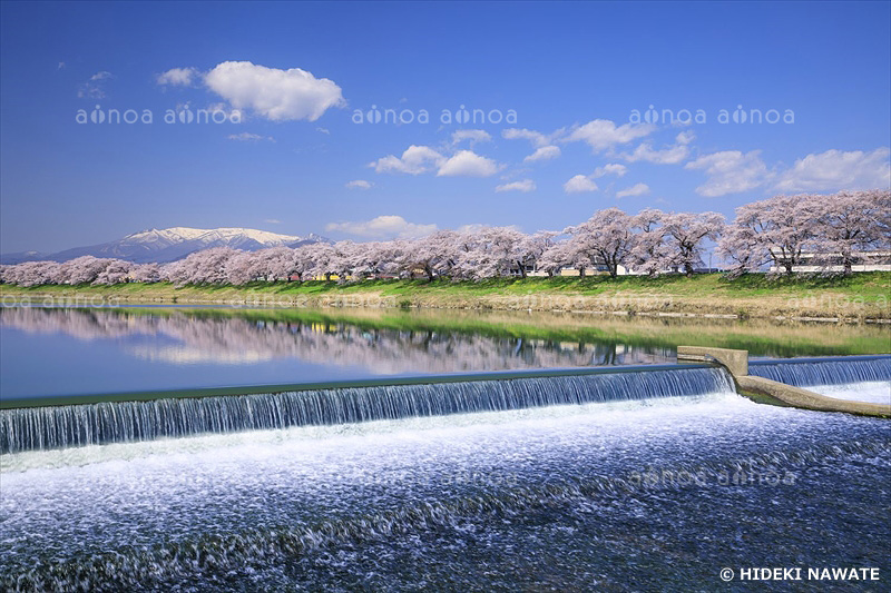 白石川堤一目千本桜　宮城県