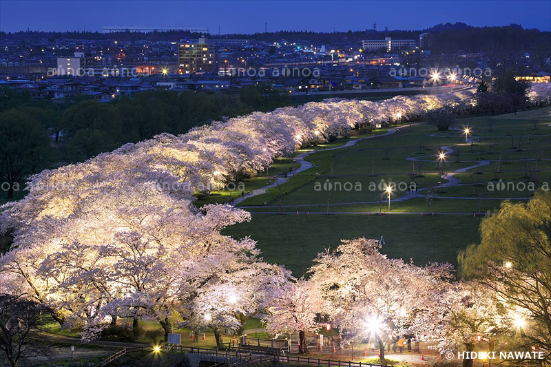 北上展勝地の桜並木夕景　岩手県