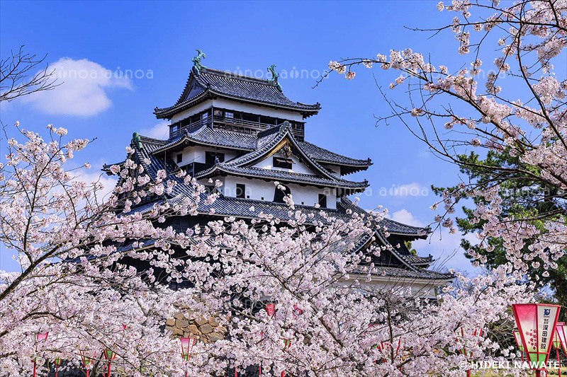 松江城と桜　島根県